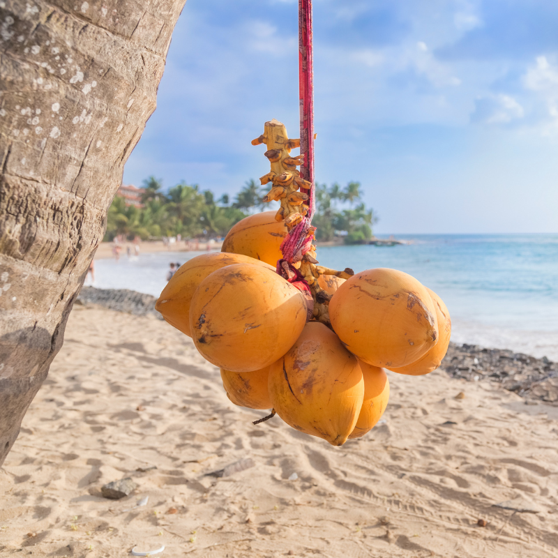 Health benefits of King Coconut water.