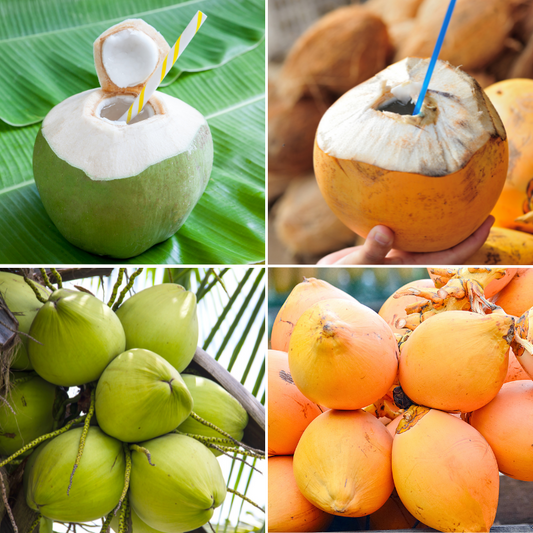 Regular coconuts are green in colour whereas king coocnuts are orange in colour.